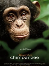 Chimpanzee