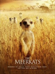 The Meerkats