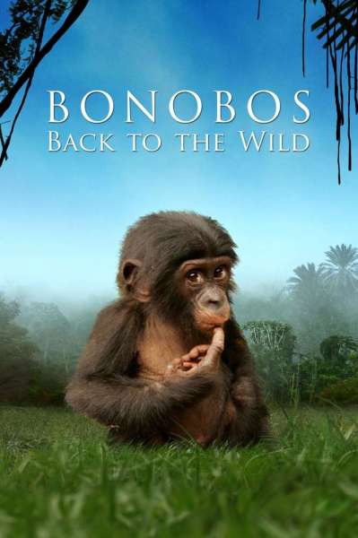 Bonobos: Back to the Wild