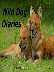 Wild Dog Diaries