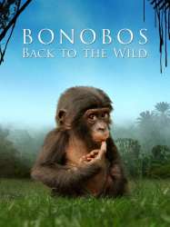 Bonobos: Back to the Wild
