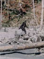 Patterson-Gimlin Film