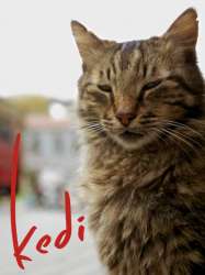 Kedi - Des chats et des hommes