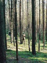 The Katyn Forest