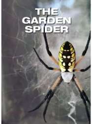 The Garden Spider
